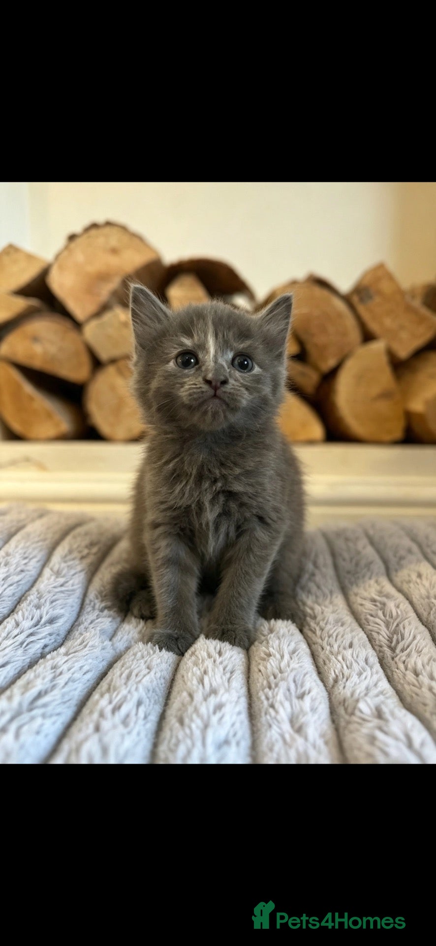 Mixed Breed cats kittens for sale 💕 - Advert 1