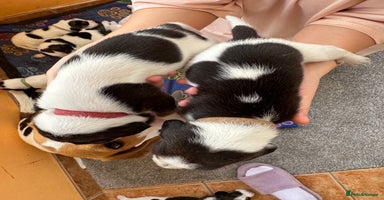 Beagle dogs - Advert 2