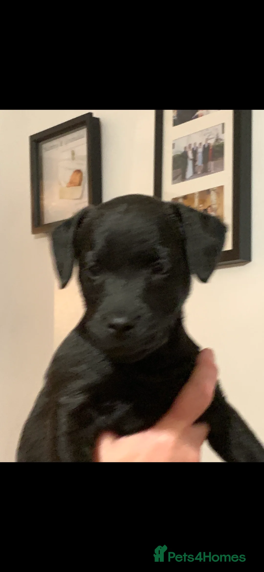 Patterdale Terrier dogs for sale: Quality Patterdales Puppies for sale - Advert 10