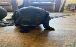 Jackapoo dogs for sale: Beautiful Jackapoo Puppies - Image 5