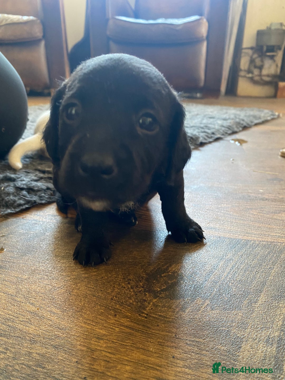 Jackapoo dogs for sale: Beautiful Jackapoo Puppies - Image 5