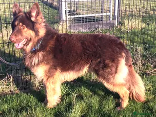 German Shepherd dogs German Shepherd at stud in Sandwich - Advert 2