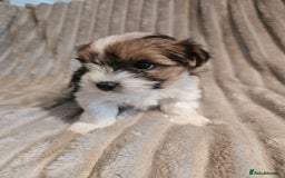 Yorkshire Terrier dogs for sale: Adorable Yorkshire Terrier Biewer Puppies Tricolor - Image 1