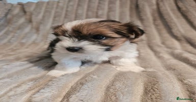 Yorkshire Terrier dogs - Advert 2