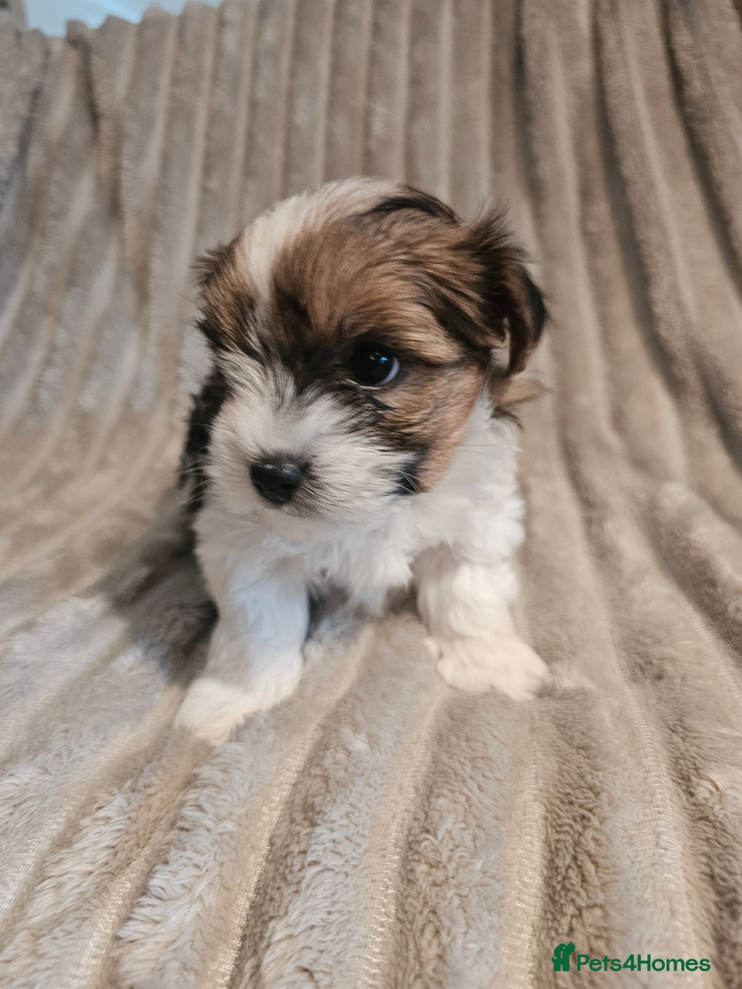 Yorkshire Terrier dogs for sale: Adorable Yorkshire Terrier Biewer Puppies Tricolor - Image 1