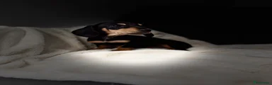Miniature Dachshund 1