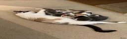 Mixed Breed cats for sale: Beautiful Calico and bicolour Kittens!! - Advert 11