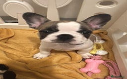 French Bulldog dogs for sale: Amazing french bulldog  - Image 18