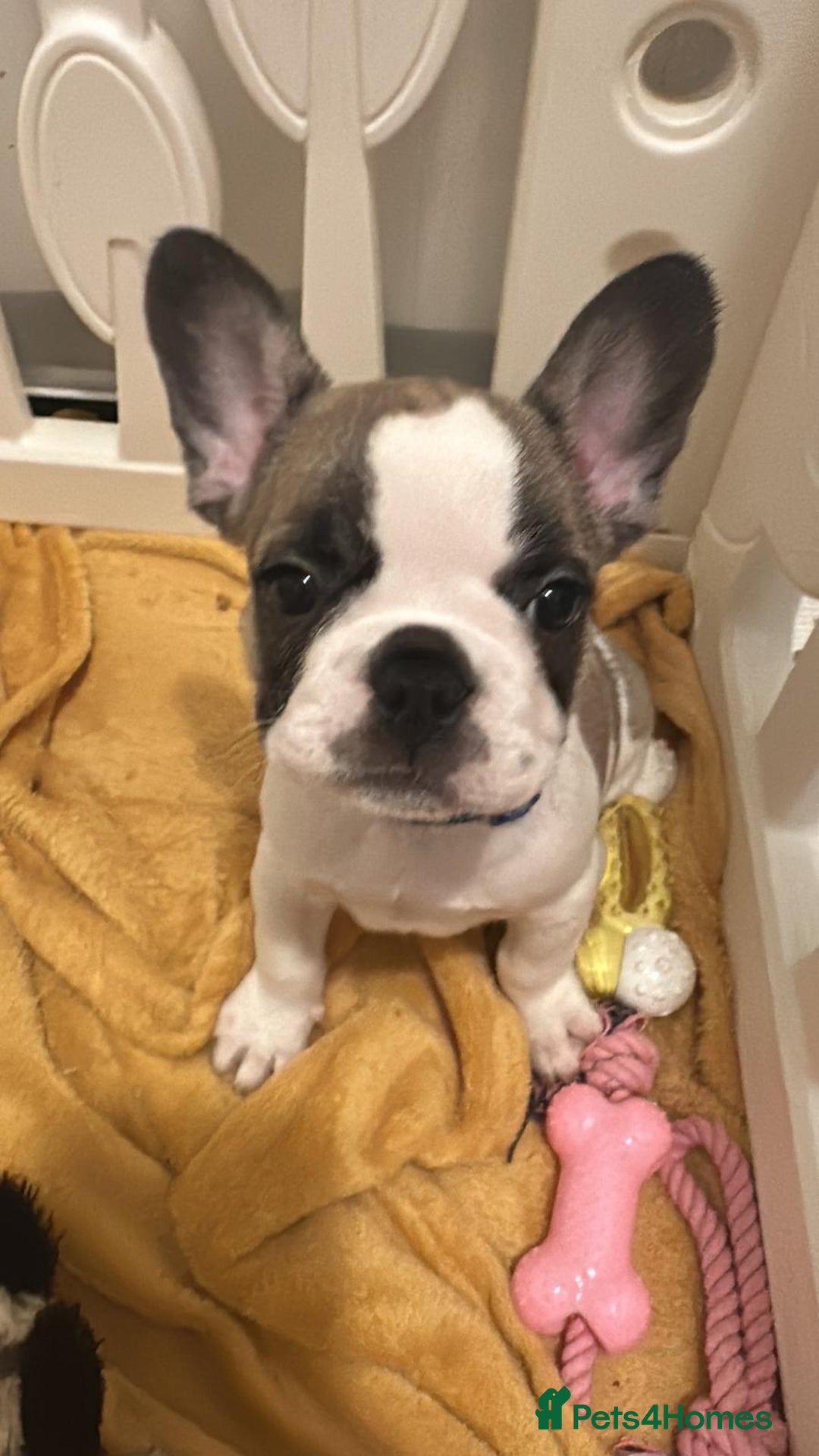 French Bulldog dogs for sale: Amazing french bulldog  - Image 18