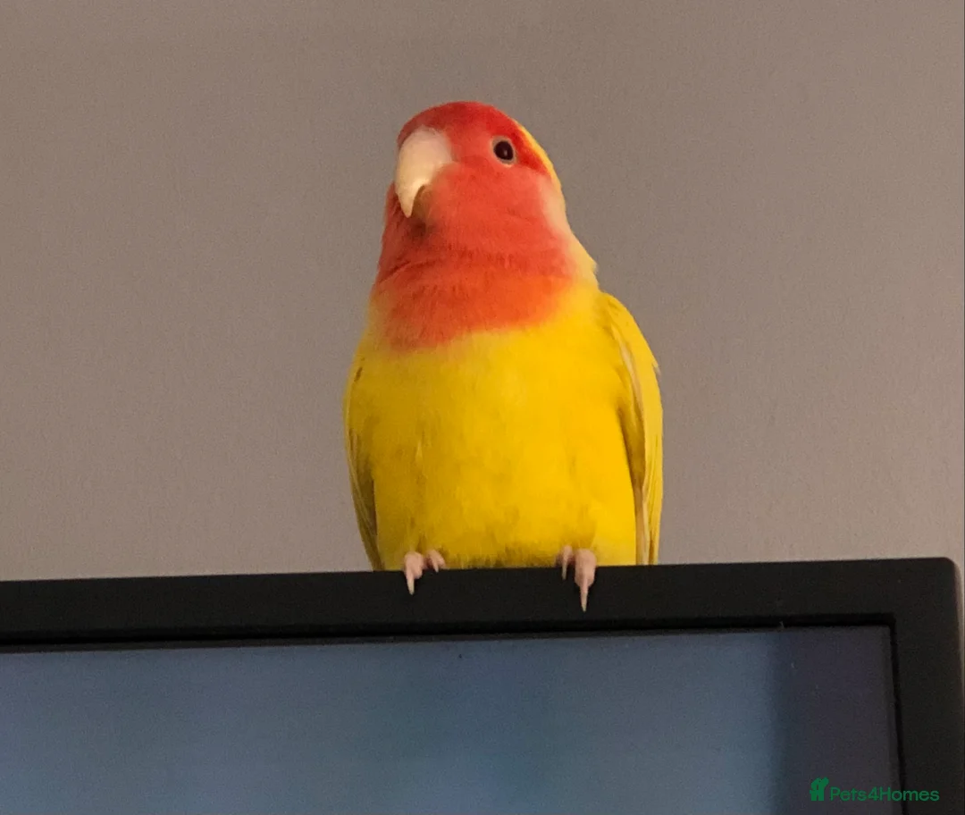 Mixed Breed birds for sale: Mixed birds available  - Advert 4