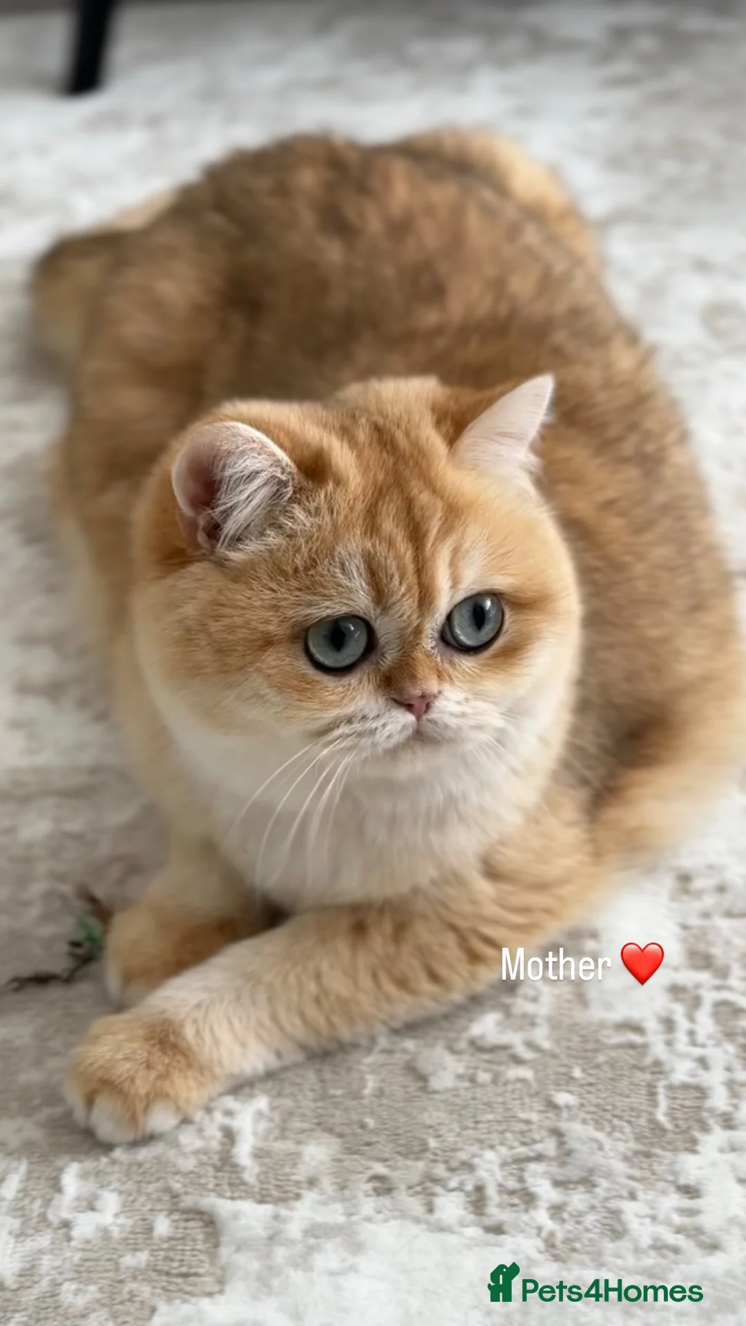 British Shorthair cats for sale: Sold British Shorthair Golden boy - Advert 7