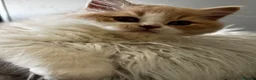 British Longhair cats for sale: **Only 2 Remaining! GCCF British LH/SH Kittens ** - Advert 17