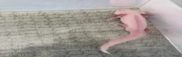 Axolotl reptiles for sale: Male axolotl in Colchester - Advert 2