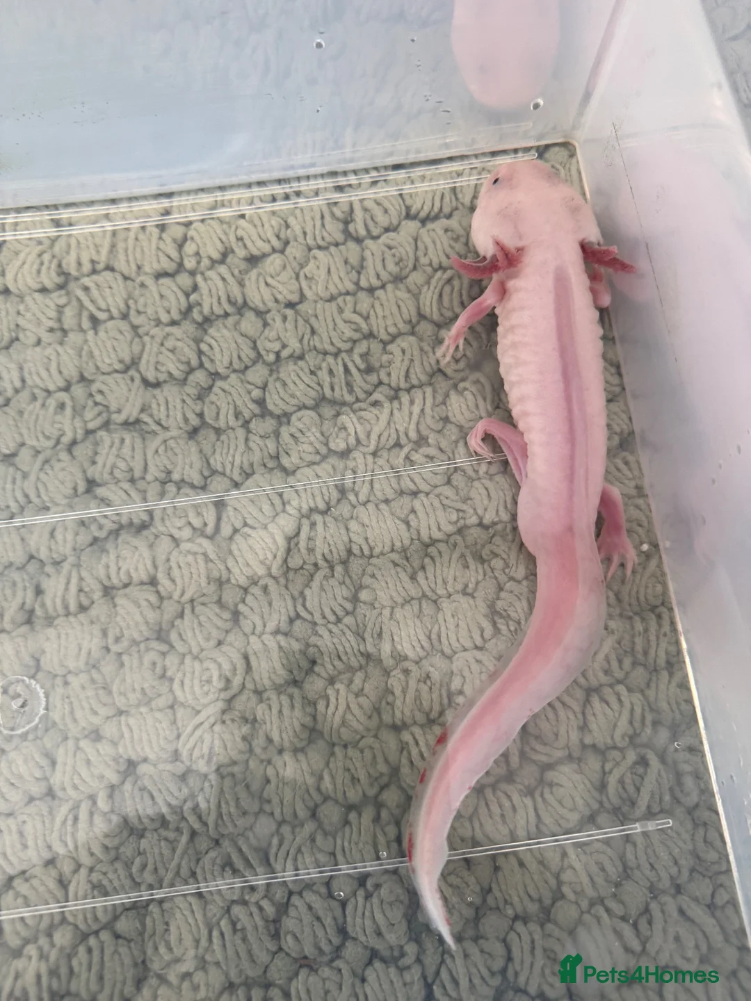 Axolotl reptiles for sale: Male axolotl in Colchester - Advert 2