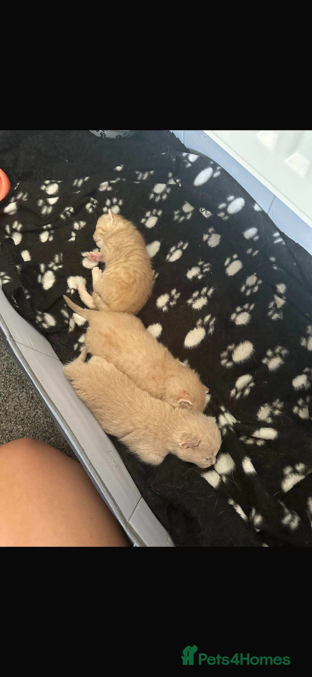 Mixed Breed cats for sale: Beautiful ginger kittens  - Image 3