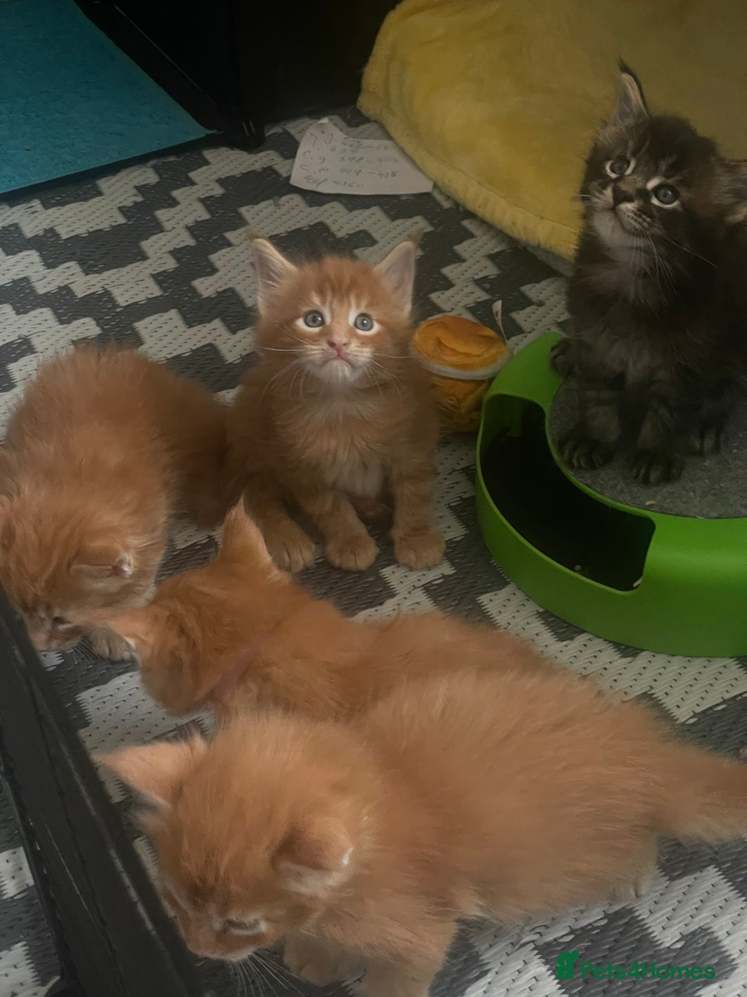 Maine Coon cats for sale: Maine Coon Kittens – Ready 18th October 🏡 - Image 8