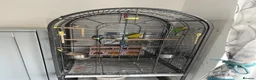 Mixed Breed birds for sale: 2 Pairs of Budgies in Milton Keynes - Advert 1