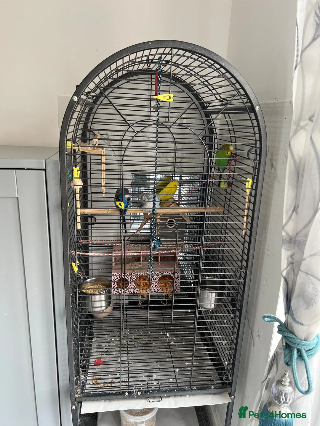 Mixed Breed birds for sale: 2 Pairs of Budgies in Milton Keynes - Advert 1