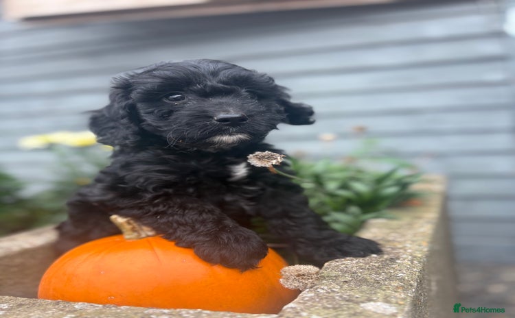 Cockapoo dogs - Advert 11