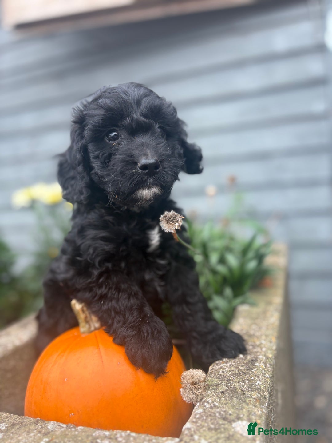 Cockapoo dogs for sale: F1 cockapoos girls  - Image 1