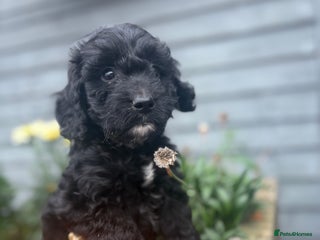 Cockapoo dogs - Advert 19