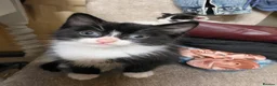 Mixed Breed cats for sale: 3 girl kitties available  in Smethwick - Advert 16