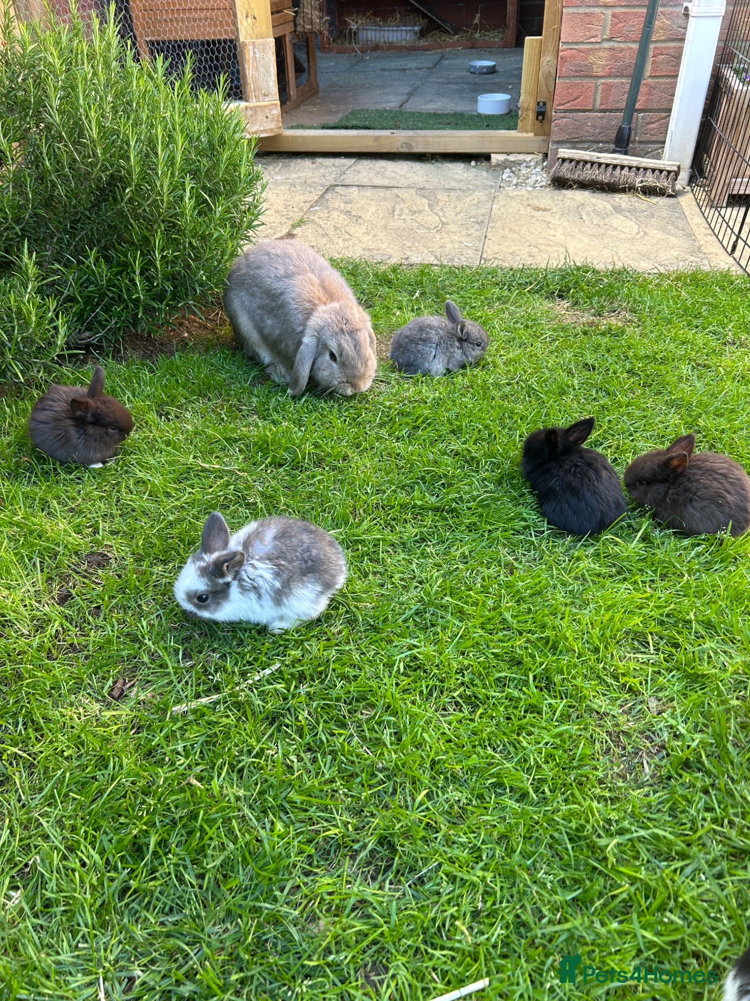 English Lop rabbits 5 beautiful English Lop bunnies - range of colours - Advert 1