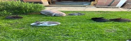 English Lop rabbits for sale: 5 beautiful English Lop bunnies - range of colours in Shefford - Advert 1