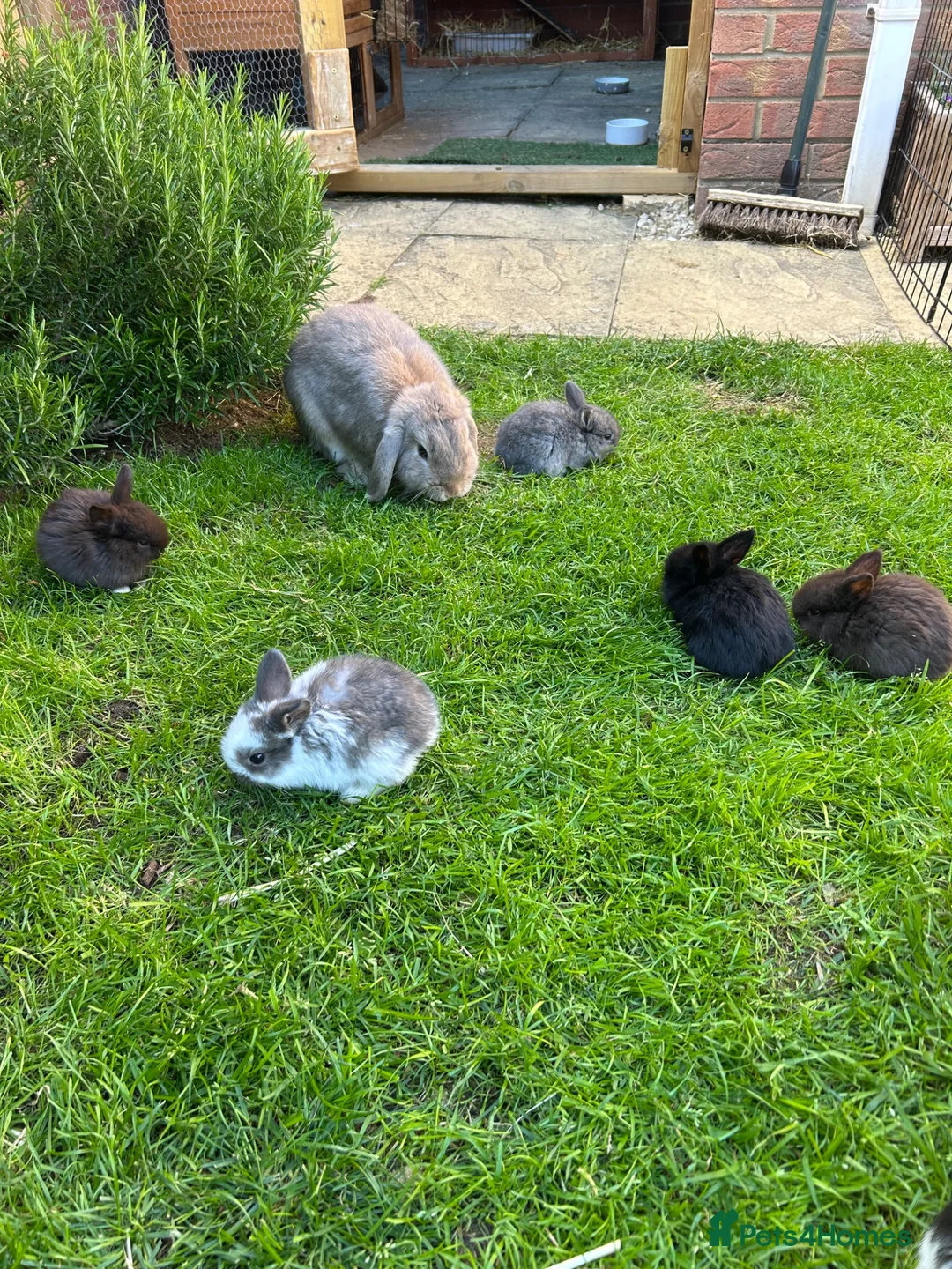 English Lop rabbits for sale: 5 beautiful English Lop bunnies - range of colours in Shefford - Advert 1