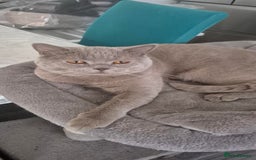 British Shorthair cats for sale: British shorthair blue Kittens - Image 3