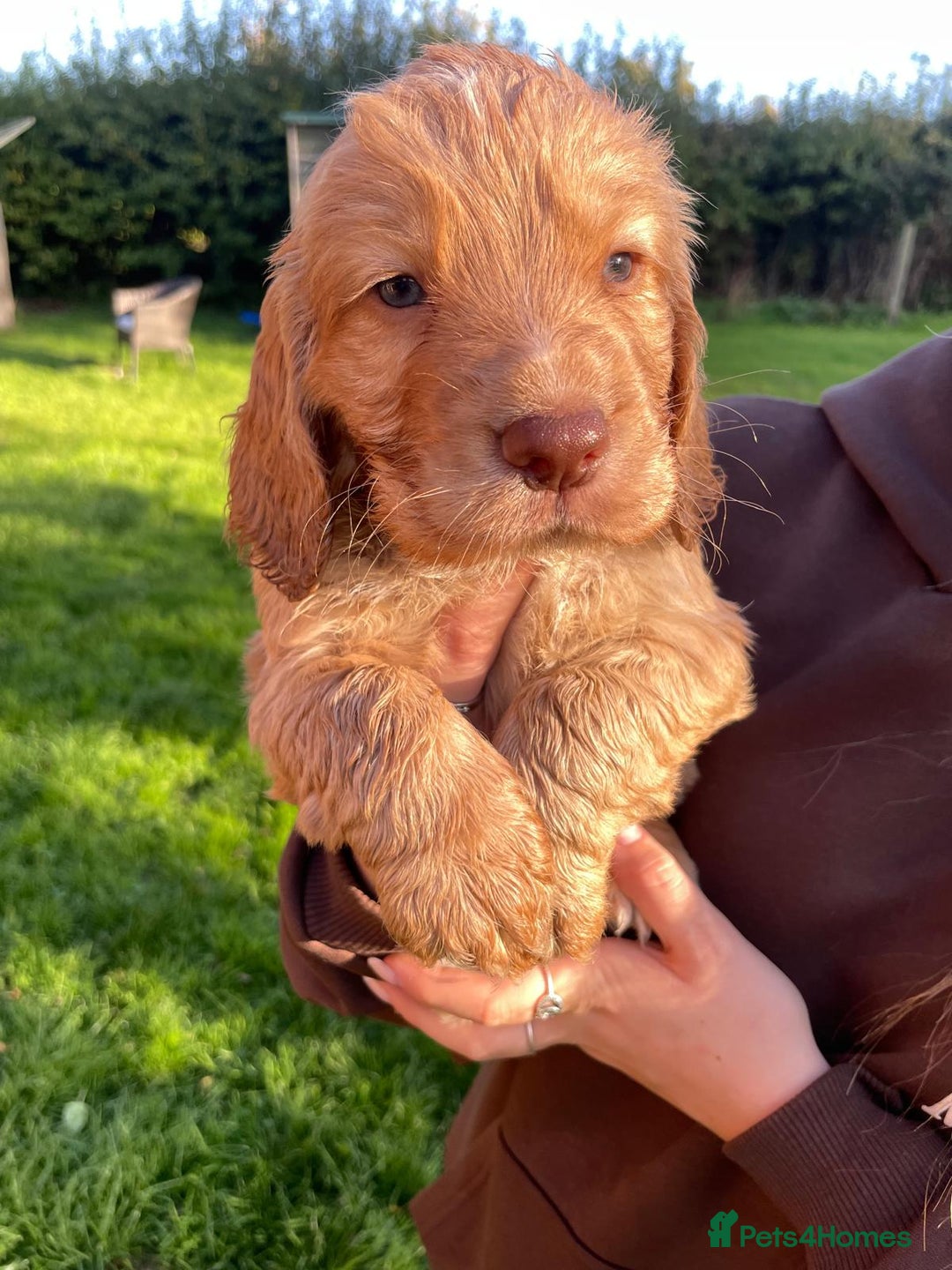 Cocker Spaniel dogs for sale: KC registered cocker spaniel pups for sale  - Image 5