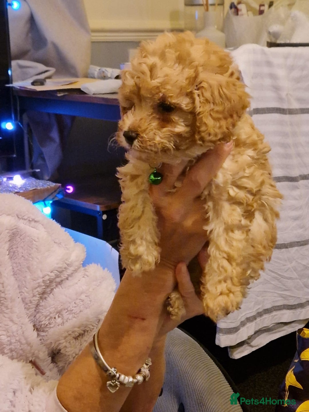 Cavapoo dogs for sale: Kavapoo - Advert 8