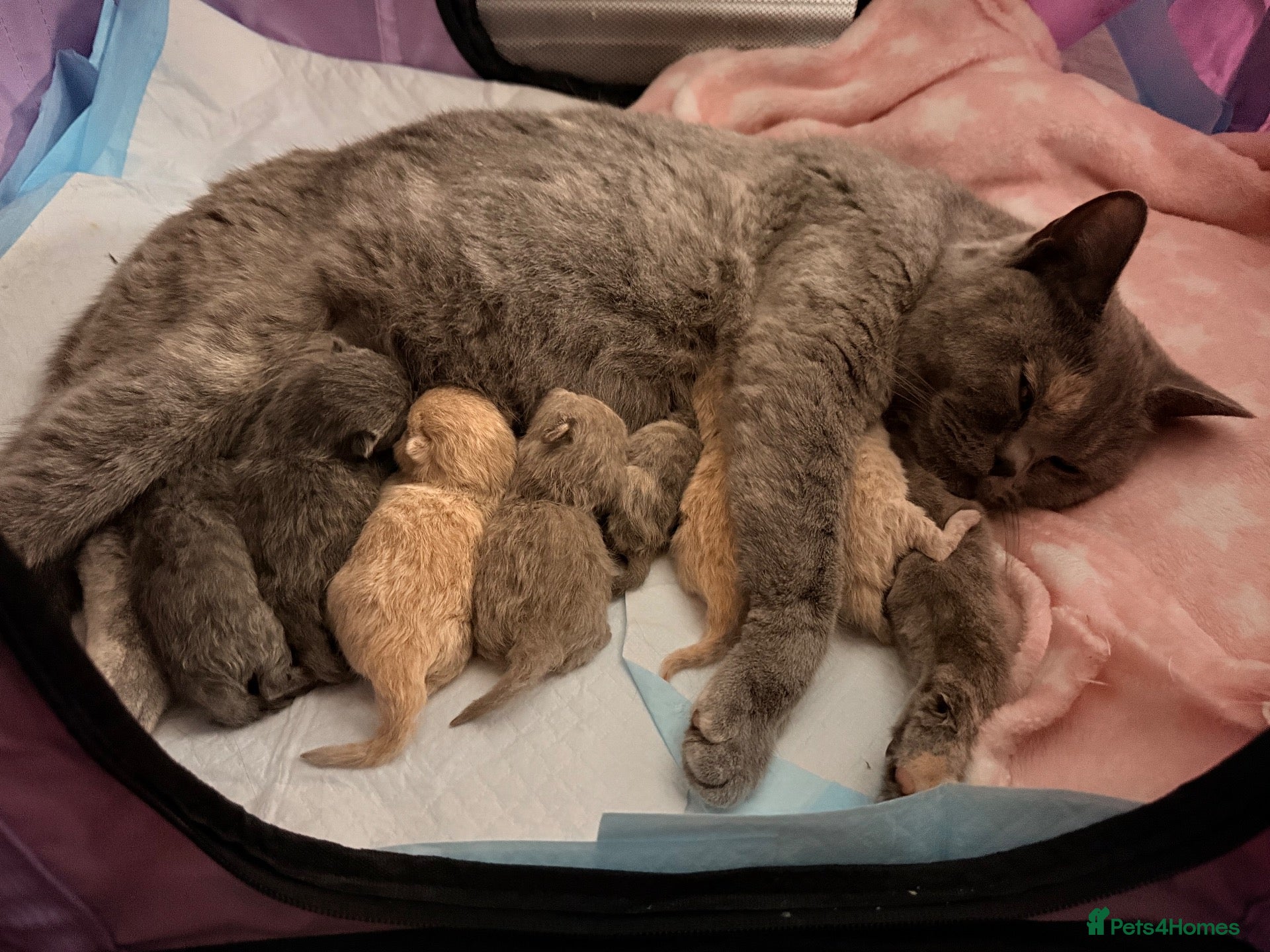 British Shorthair cats British Shorthair Kittens - One Cream Male Left! - Advert 1