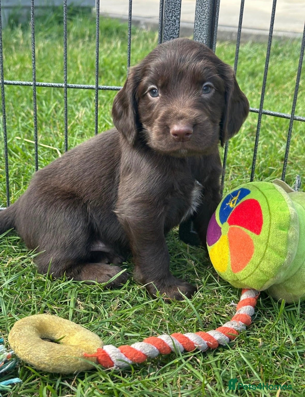 Sprocker dogs Fully Health Tested F1 Sprocker Spaniel Puppies - Advert 2