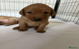 Labrador Retriever dogs for sale: Fox Red / yellow Labrador puppies for sale - Image 15