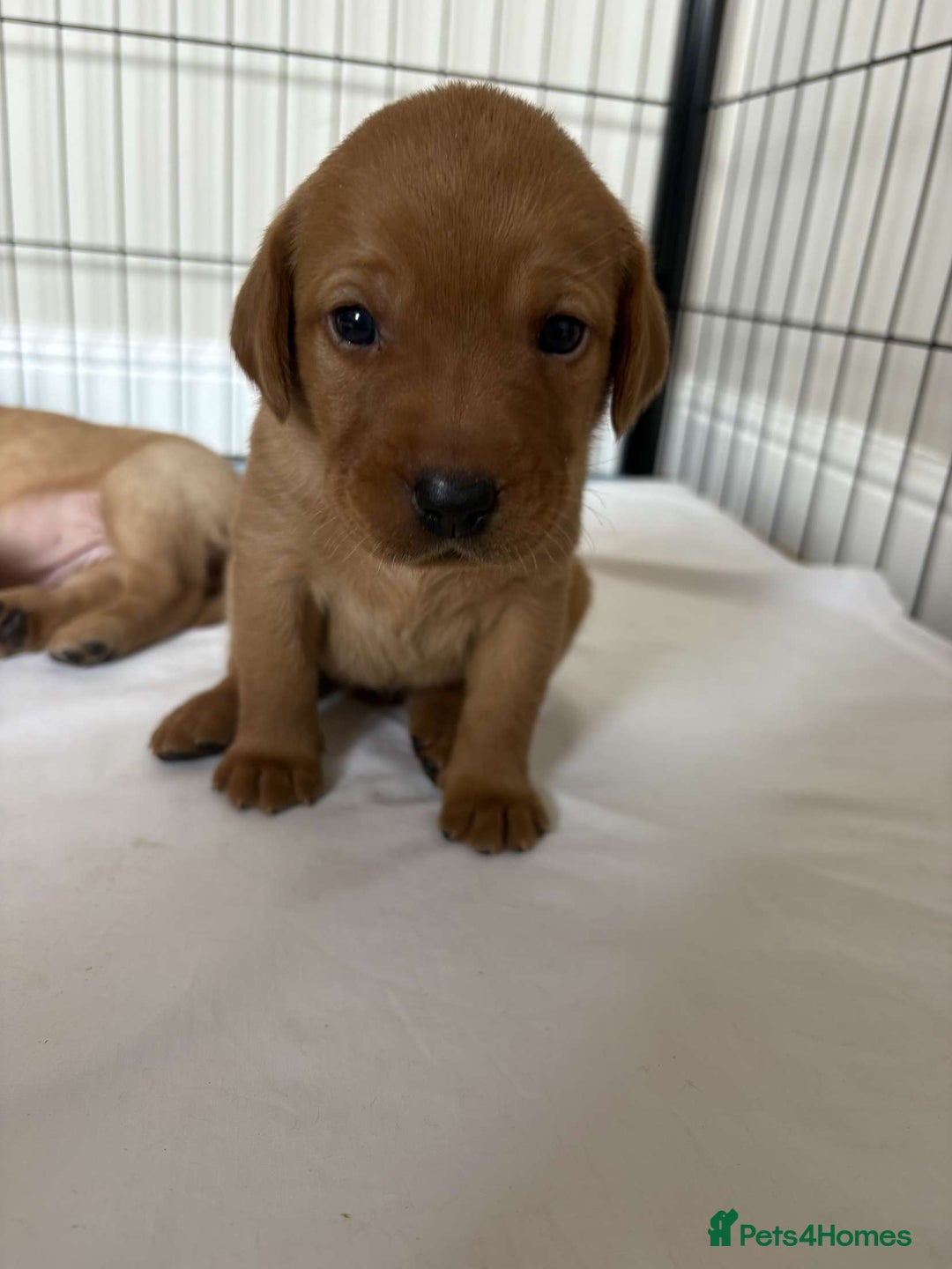 Labrador Retriever dogs for sale: Fox Red / yellow Labrador puppies for sale - Image 15