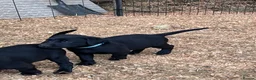 Labrador Retriever dogs for sale: KC Registered Black & Yellow Labrador Puppies - Advert 21