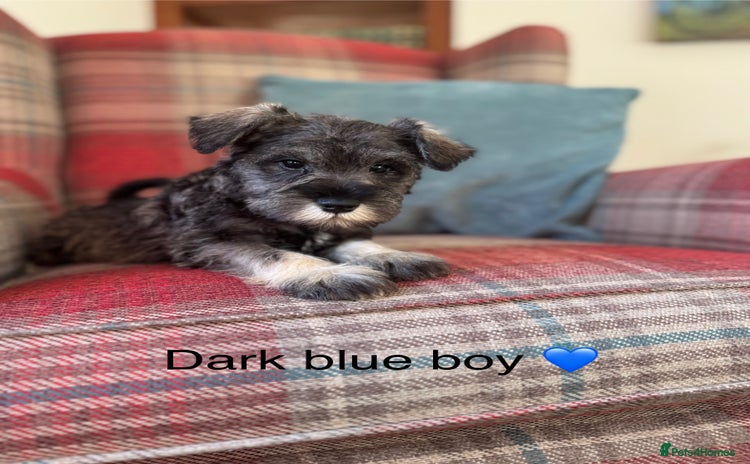 Miniature Schnauzer dogs KC registered, health tested puppies ready now - Advert 8