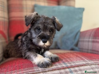 Miniature Schnauzer dogs KC registered, health tested puppies ready now - Advert 2