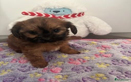 Mixed Breed dogs for sale: Lovely little shipoo pups  - Advert 5