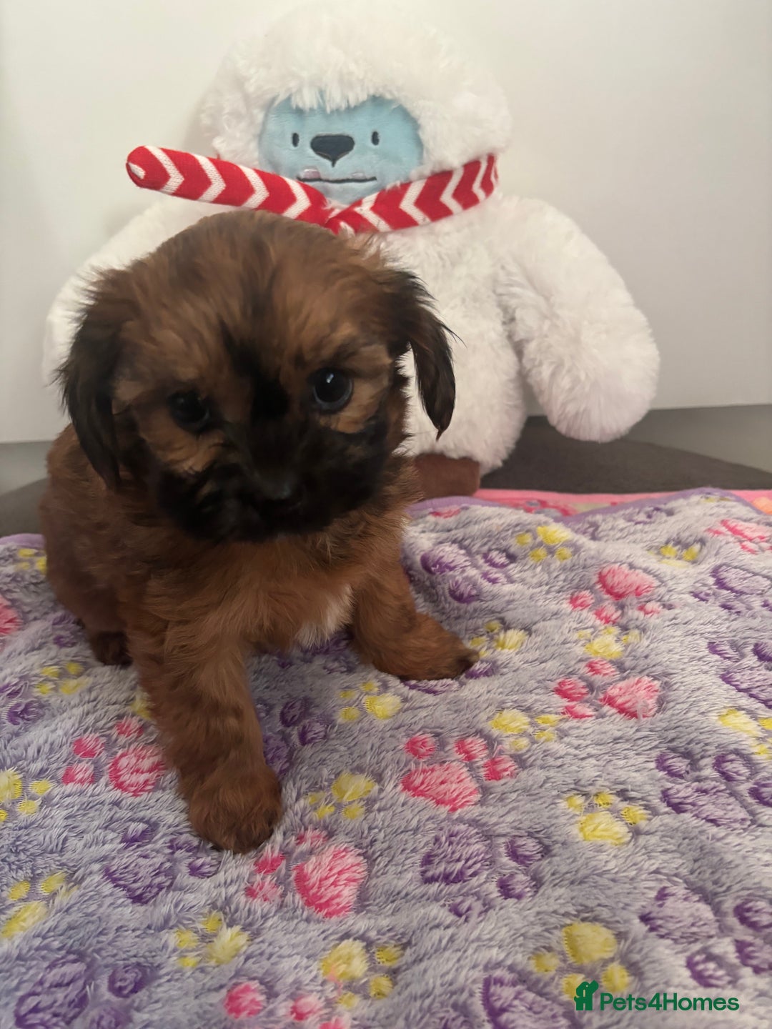 Mixed Breed dogs for sale: Lovely little shipoo pups  - Advert 5