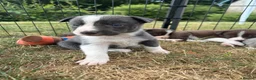 Border Collie dogs for sale: Beautiful Border Collie Puppies  - Advert 34
