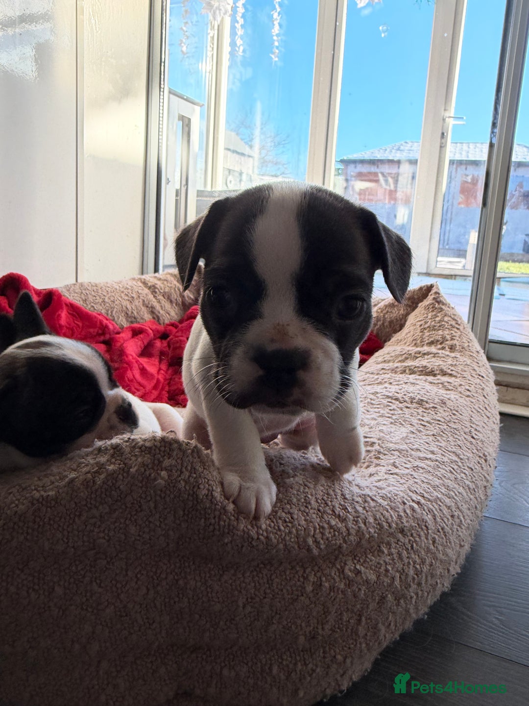 French Bulldog dogs for sale: Puppys  - Advert 8