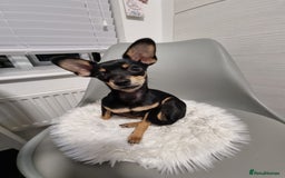 Russian Toy Terrier dogs for stud: Not Proven Stud Looking For Female  - Image 3