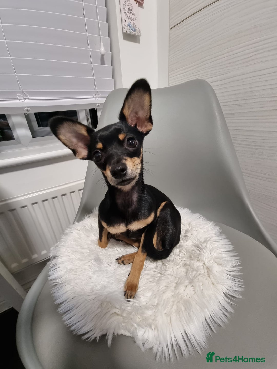 Russian Toy Terrier dogs for stud: Not Proven Stud Looking For Female  - Image 3