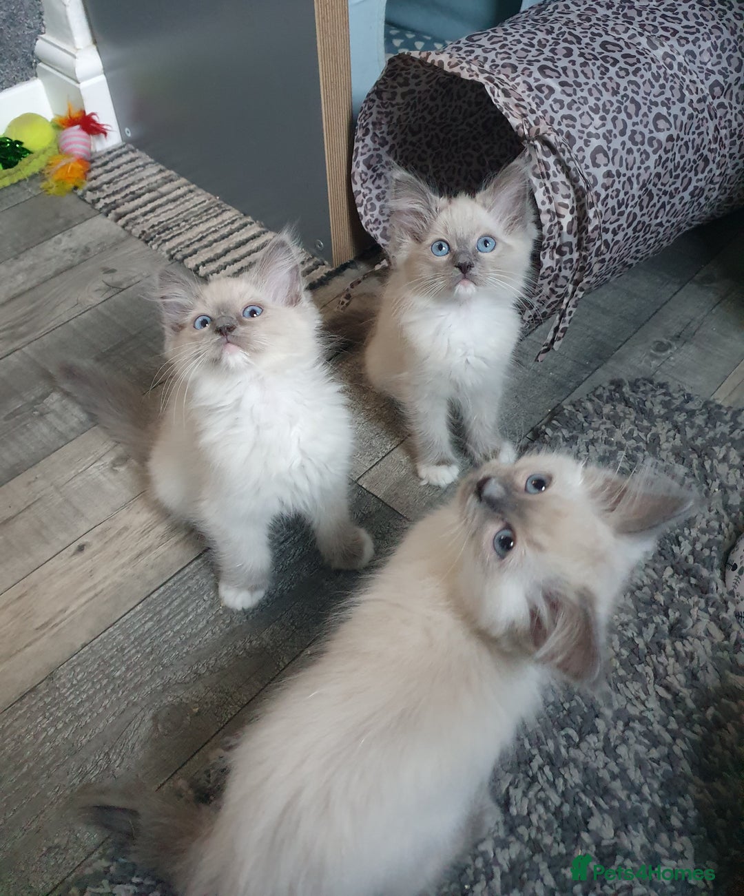Ragdoll cats for sale: Blue point and blue point mitted ragdolls  - Image 2