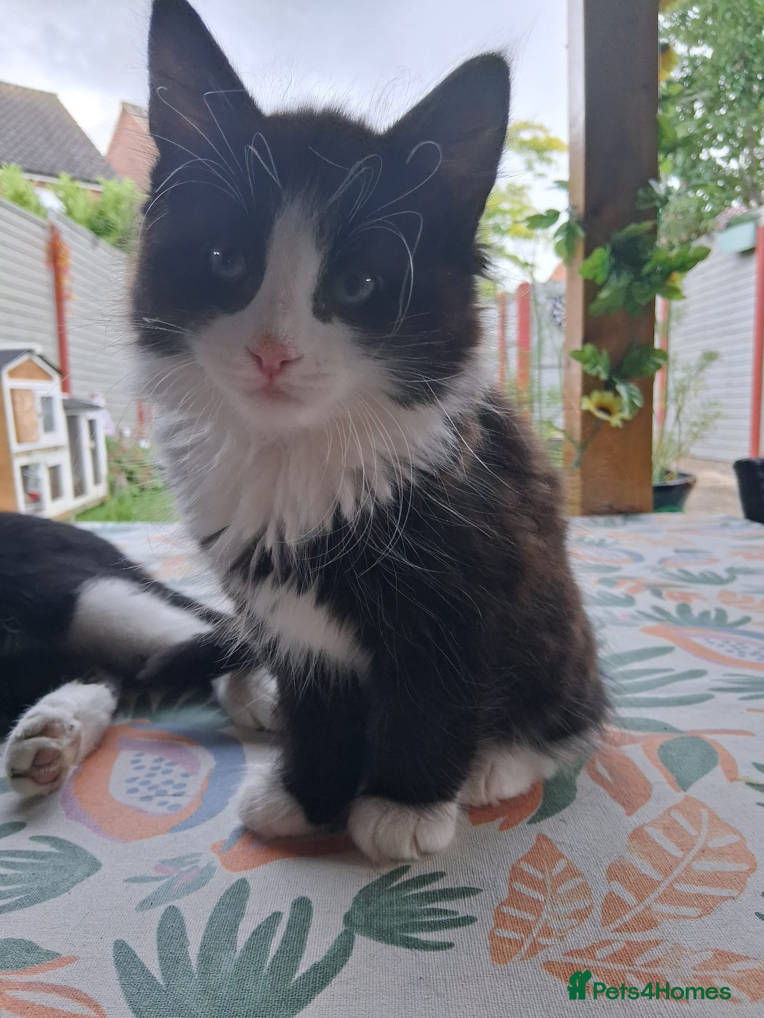 Mixed Breed cats for sale: 1 boy and 2 girls black and white ( tuxedo) - Advert 32