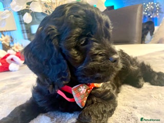 Cavapoo dogs Cavapoo - Advert 3