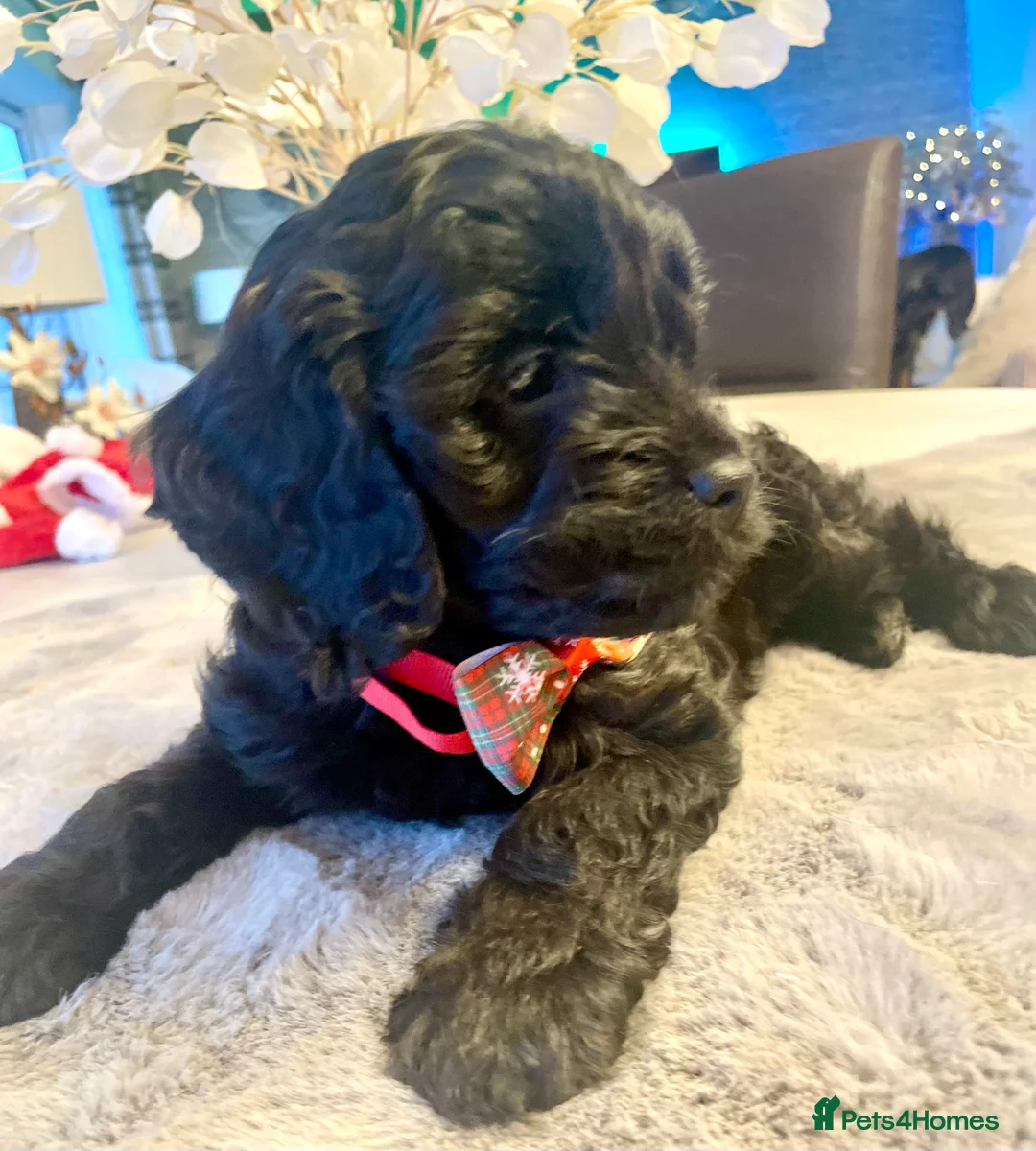 Cavapoo dogs for sale: Cavapoo - Advert 4