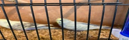 Mixed Breed birds for sale: Budgies - Advert 4